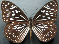 Tirumala hamata hamata - Adult